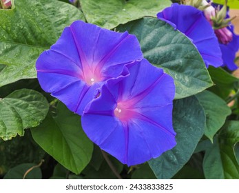 Morning Glory flowers. Violet blue blossoms, close up. Ipomoea indica or Ipomoea acuminata, twining, climbing, weed plant in the family Convolvulaceae with deep purple beautiful flower.