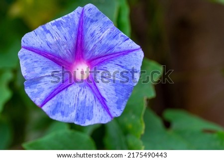 morning glory is a gorgeous heirloom morning glory once on the edge of extinction. Plants display large rich velvety royal purple trumpet-shaped flowers. Each bloom is embedded with a bright rose star