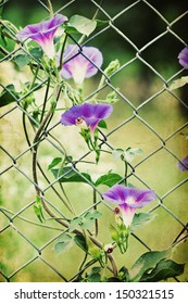 Morning Glory Fence High Res Stock Images Shutterstock