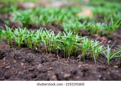 Morning Glory Growth On The Natural Ground With Copy Space. Morning Glory In The Vegetable Garden.