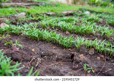 Morning Glory Growth On The Natural Ground With Copy Space. Morning Glory In The Vegetable Garden.