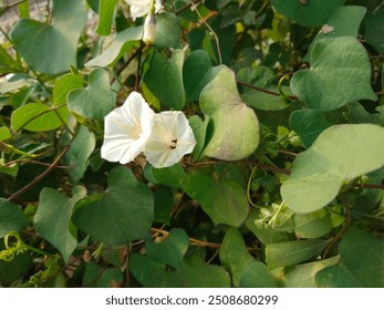 Morning glory is a heart shaped ornamental plant, grows in a short cycle, blooms in the morning, withers in the afternoon, with a trumpet like shape  - Powered by Shutterstock