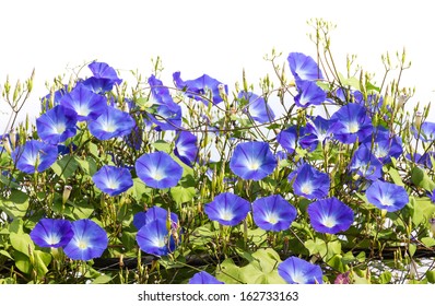 Morning Glory Or Ipomoea Is Flowering Plants In The Family Convolvulaceae.