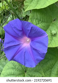 Morning Glory (ipomoea Purpurea) Flower