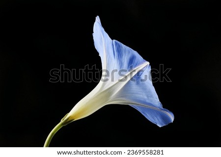 Morning glory, Ipomoea tricolor, flower, side view, isolated against white