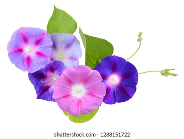 10,572 Morning Glory Isolated Stock Photos, Images & Photography ...