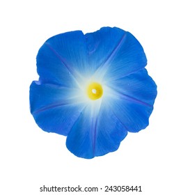 Morning Glory Isolated On White