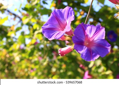 Picotee Morning Glory High Res Stock Images Shutterstock