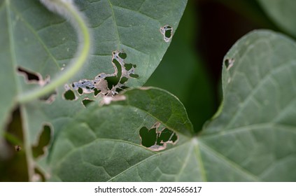 Morning Glory Vine Plant Holes Leaves Stock Photo (Edit Now) 2024565617