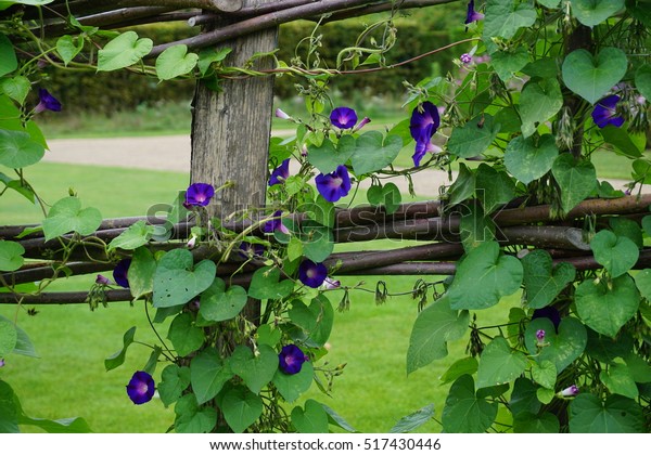 morning glory flower arch