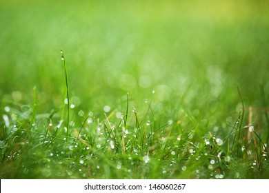 morning grass with dew