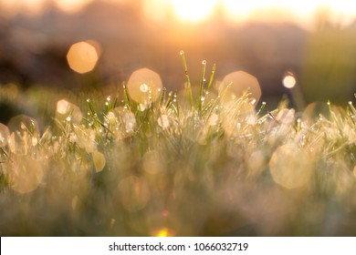 Morning grass with dew drops and bokeh,