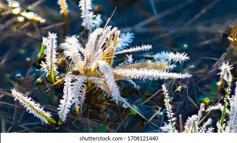 Morning Ground Frost In Wet Natural Meadow. White Icy Crystals On Grass Blades. Sunlit Hoarfrost On Dry Grassy Clump In Blue Stagnant Water. Atmospheric Icing. Spring Thaw In Realistic Nature Detail.