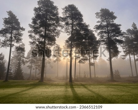 Morning haze on a golf course