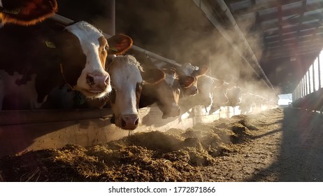 Morning haze while feeding dairy Holstein cattle.