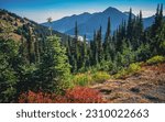 Morning hike viewing mountains and colorful forest along Hurricane Hill Trail | Hurricane Ridge, Olympic National Park, Washington, USA
