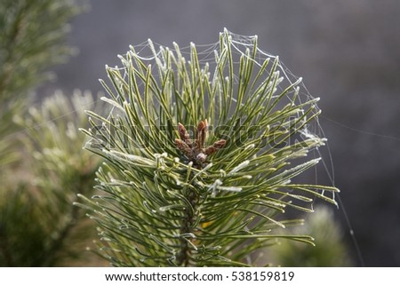 Similar – Pine cones Tree Detail