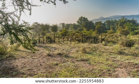 Morning in the jungle. Axis spotted deer graze in a clearing among the bushes. The thickets of trees in the distance are hidden in the fog. Silhouettes of mountains against the blue sky. India.Sariska