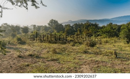 Morning in the jungle. Trees and hills in the fog. Green branches against the blue sky. Axis spotted deer graze in a clearing among the bushes. India. Sariska National Park.