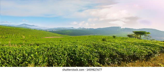 Morning landscape - panorama. Tea plantations in Yunnan province, China. PU-erh tea.