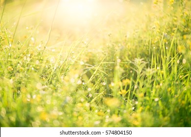 Morning Landscape Sunrise Meadow On Grass Stock Photo (Edit Now) 574804150