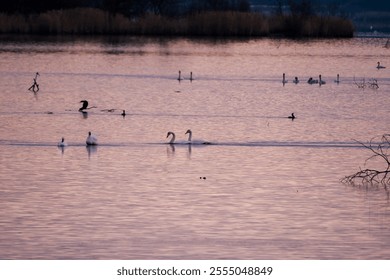 Morning landscape 
 with waterfowls,swan,duck and goose resting in the pond - Powered by Shutterstock