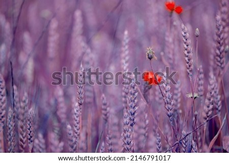 Similar – #A# purple-red Art