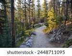 Morning light along Glacier Gorge Trail in Rocky Mountain National Park