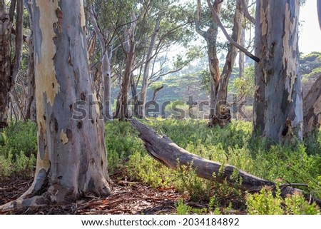 morning light in australian bushland