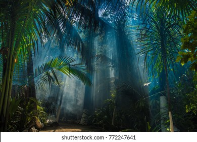 Morning light in beautiful jungle garden - Shutterstock ID 772247641