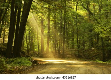 Morning light falls on a forest road - Powered by Shutterstock