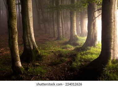 Morning light in a forest with fog in the Basque Country, Spain.