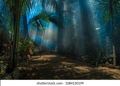Morning light in a jungle garden