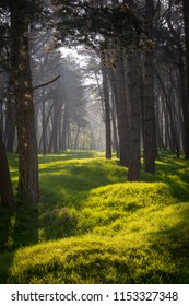 Morning Light On The Overgrown WW1 Trenches And Craters At Vimy Ridge, France, Scene Of Famous Canadian Battle