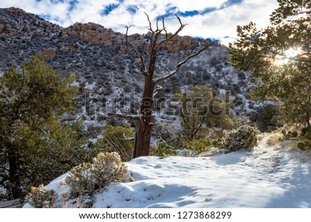 Morning light on a snow covered hiking trail. The path to Mount Kimball, called Finger Rock Trail in the Catalina Mountains north of Tucson, Arizona. Rare snowfall, trees, prickly pear cactus. 2019.