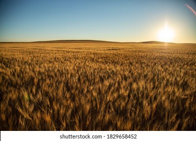 Morning light over wheat field