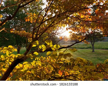 Morning Light Shine Through The Fall Foliage Of A Dogwood Tree 