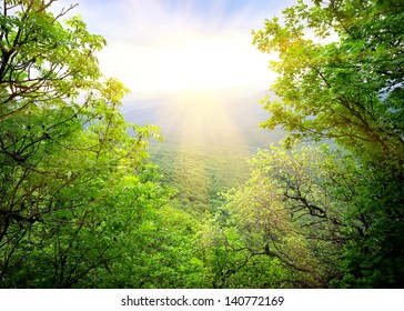 Morning light of the sun makes its way through the forest