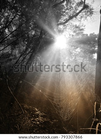 Similar – Image, Stock Photo In autumn * Calm Nature