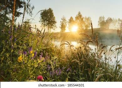 Morning light and wild flowers in north Poland. Pomerania district/Morning light and wild flowers