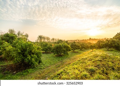 Morning In The Longan Farm