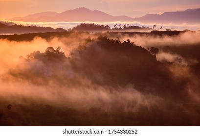 Morning mist in mountain forests.
