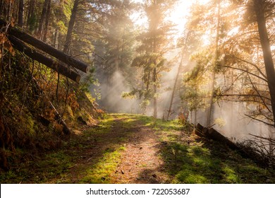 Morning Mist On A Tree Lined Mountain Trail