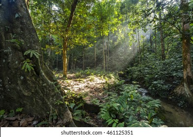 Morning mist rises up from rain forest floor with sun rays at Kanching Park in Selangor Malaysia