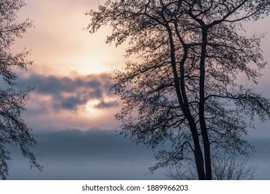 Morning Mist With Silhouette Treeline