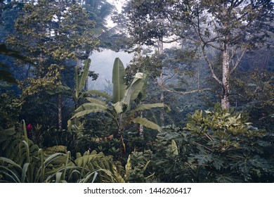 Morning mist in tropical forest                               