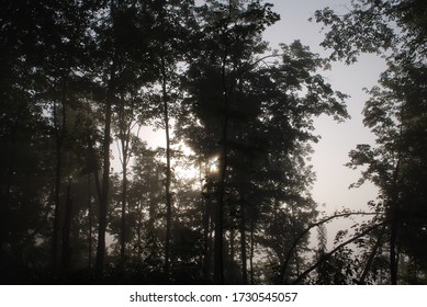 Morning Mist In The Woods Of Knox County Ohio