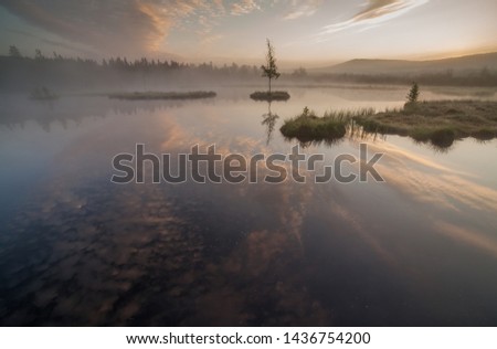 in the morning Forest