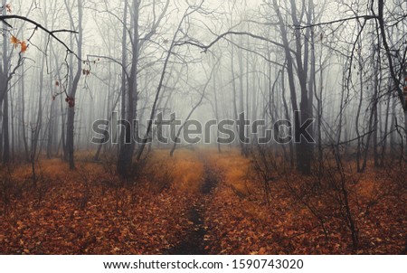 Similar – Image, Stock Photo edge of the forest Autumn