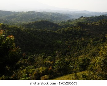 Morning Mood In Secondary Forest, Seulawah, Aceh, Sumatra, Indonesia.